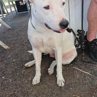 Rita, 20 mois, à l'adoption #2