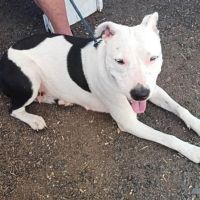 Rita, 20 mois, à l'adoption #3
