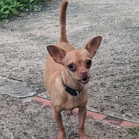 Coco, le sacré pinscher #5