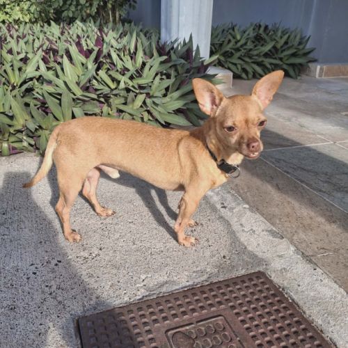 Coco, le sacré pinscher #7