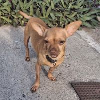 Coco, le sacré pinscher #1