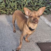 Coco, le sacré pinscher #2