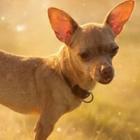 Coco, le sacré pinscher