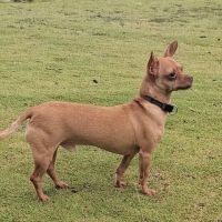 Coco, le sacré pinscher #4