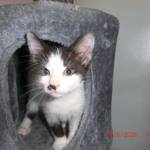 Chaton samba #0