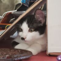 Chaton samba #2