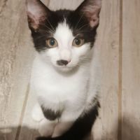 Chaton samba #3