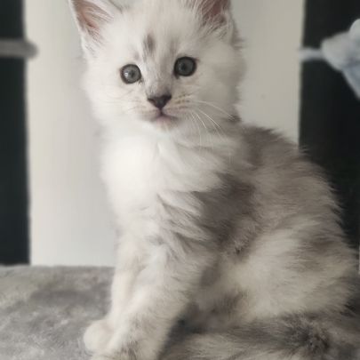 Maine coon shaded repro #0