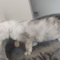 Maine coon shaded repro #2