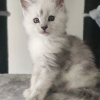 Maine coon shaded repro