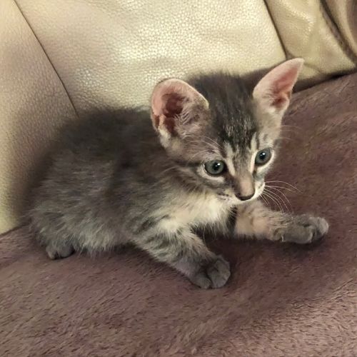 Biscotte**, sociable, câline, curieuse et joueuse #0