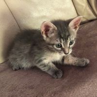Biscotte**, sociable, câline, curieuse et joueuse