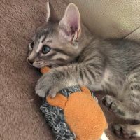 Biscotte**, sociable, câline, curieuse et joueuse #2