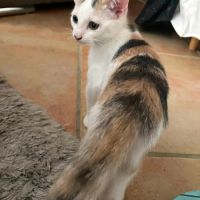 Tara, une machine à ronron