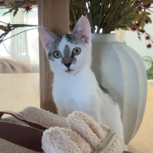 Pepite, adorable chaton à l'adoption #0