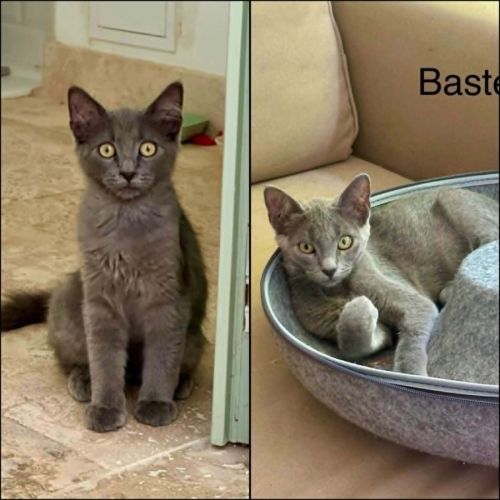 Smocky et bastet, duo à l'adoption