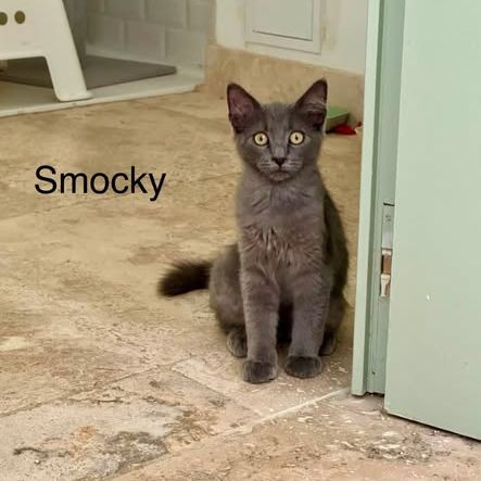 Smocky et bastet, duo à l'adoption #4