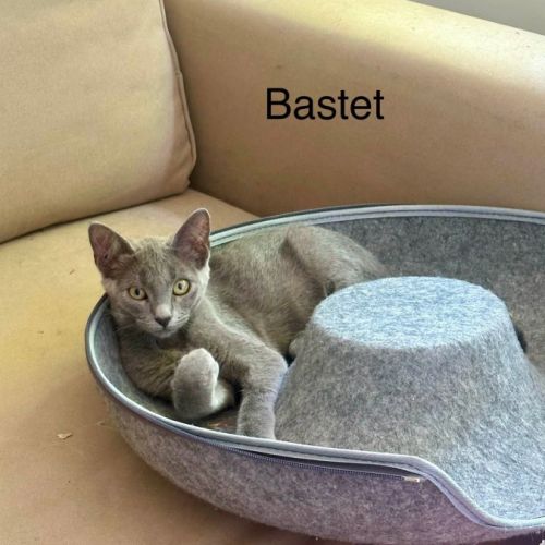 Smocky et bastet, duo à l'adoption #7