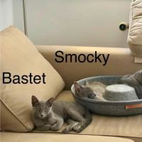 Smocky et bastet, duo à l'adoption #2