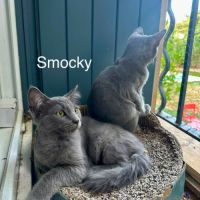 Smocky et bastet, duo à l'adoption #3