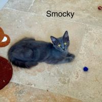 Smocky et bastet, duo à l'adoption #5