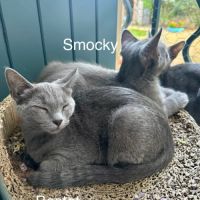 Smocky et bastet, duo à l'adoption #6