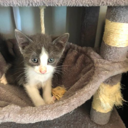 Bounty**, adorable chaton à l'adoption #2