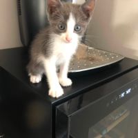 Bounty**, adorable chaton à l'adoption