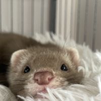 Simba et nala, deux adorables furets
