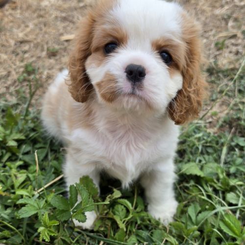Femelle cavalier king charles lof #0