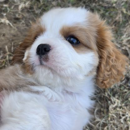 Femelle cavalier king charles lof #4