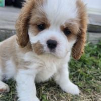 Femelle cavalier king charles lof #2