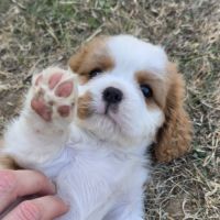 Femelle cavalier king charles lof #5