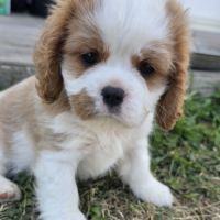 Femelle cavalier king charles lof #6
