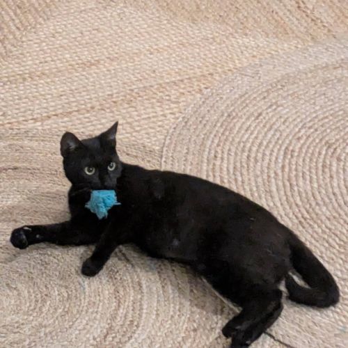 Amalya, adorable minette à l'adoption #2
