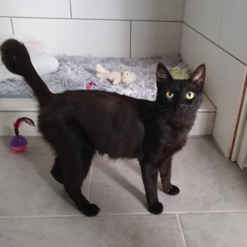 Amalya, adorable minette à l'adoption #0
