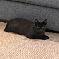 Amalya, adorable minette à l'adoption #1