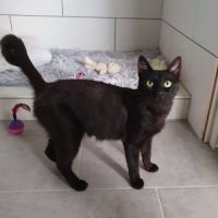 Amalya, adorable minette à l'adoption