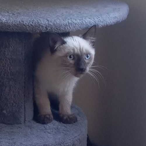 Peabody, adorable chaton à l'adoption
