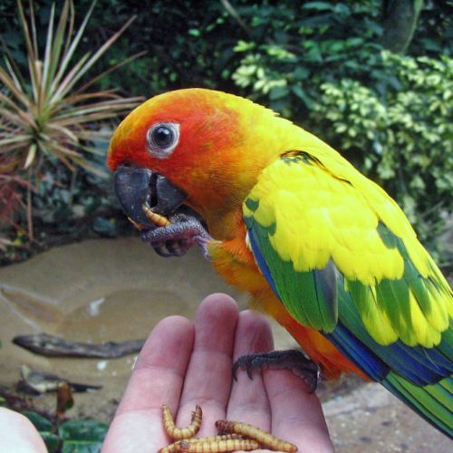 Conure soleil (aratinga solstitialis) #2
