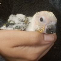 Conure soleil (aratinga solstitialis) #1