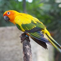 Conure soleil (aratinga solstitialis)