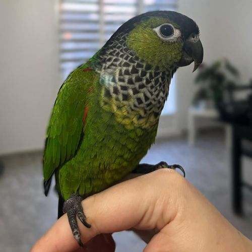 Conure molinae / rupiccola/ lépida #3