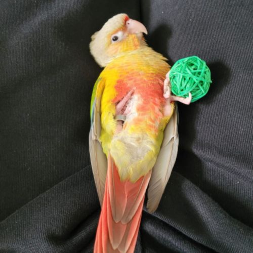 Conure molinae / rupiccola/ lépida #4