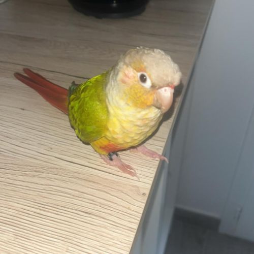 Conure molinae / rupiccola/ lépida #6
