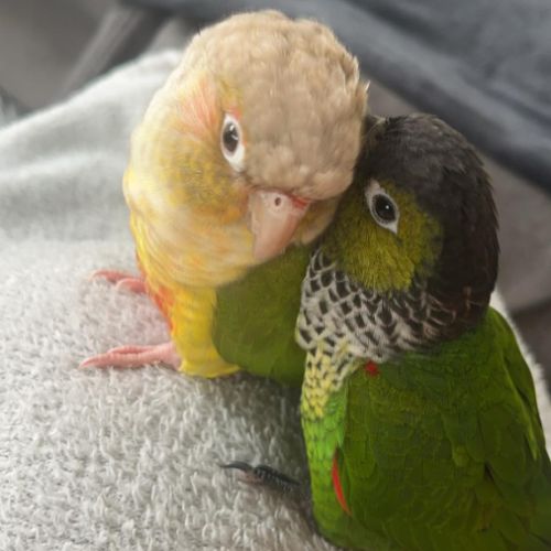 Conure molinae / rupiccola/ lépida #0