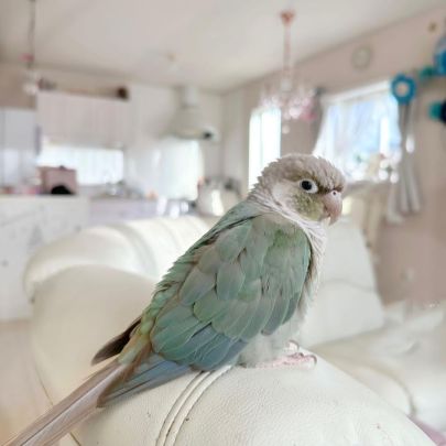 Conure molinae / rupiccola/ lépida #8