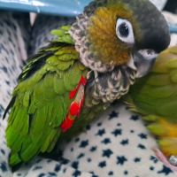 Conure molinae / rupiccola/ lépida #1