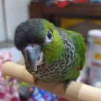 Conure molinae / rupiccola/ lépida #2