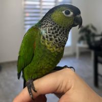 Conure molinae / rupiccola/ lépida #3